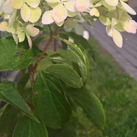 Lejlighed I Biala Hortensja